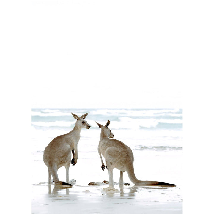 Kangaroo Couple Wall Art Print from our Australian Made Framed Wall Art, Prints & Posters collection by Profile Products Australia