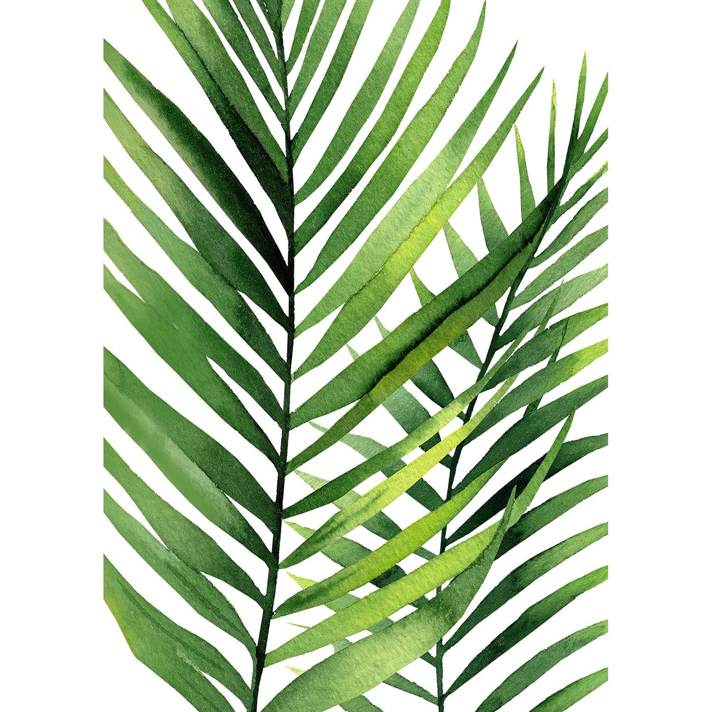 Kentia Palm Leaves Wall Art Print from our Australian Made Framed Wall Art, Prints & Posters collection by Profile Products Australia