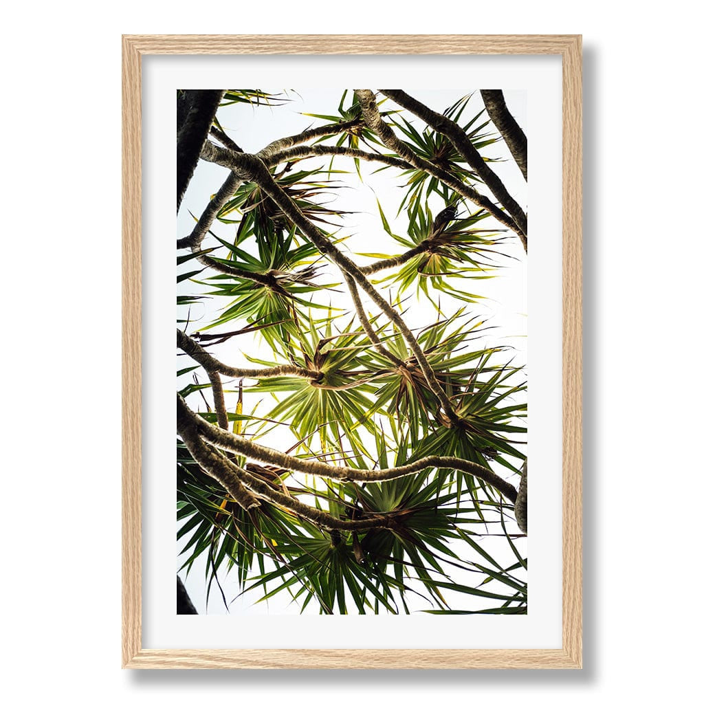 Noosa Palms Wall Art Print from our Australian Made Framed Wall Art, Prints & Posters collection by Profile Products Australia