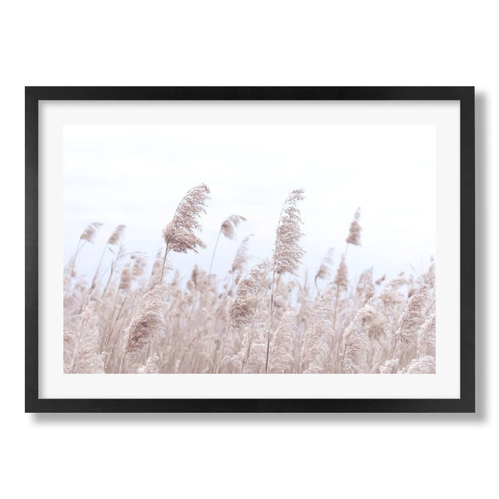 Pampas Grass 1 Wall Art Print from our Australian Made Framed Wall Art, Prints & Posters collection by Profile Products Australia