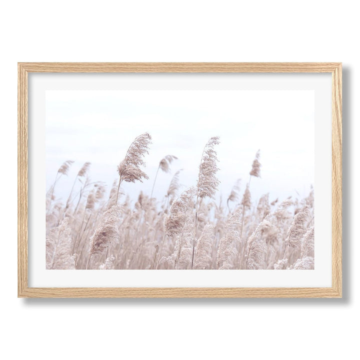 Pampas Grass 1 Wall Art Print from our Australian Made Framed Wall Art, Prints & Posters collection by Profile Products Australia