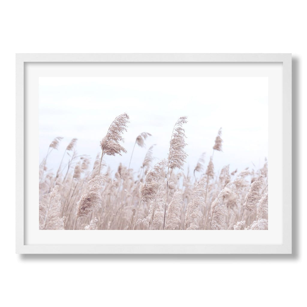 Pampas Grass 1 Wall Art Print from our Australian Made Framed Wall Art, Prints & Posters collection by Profile Products Australia