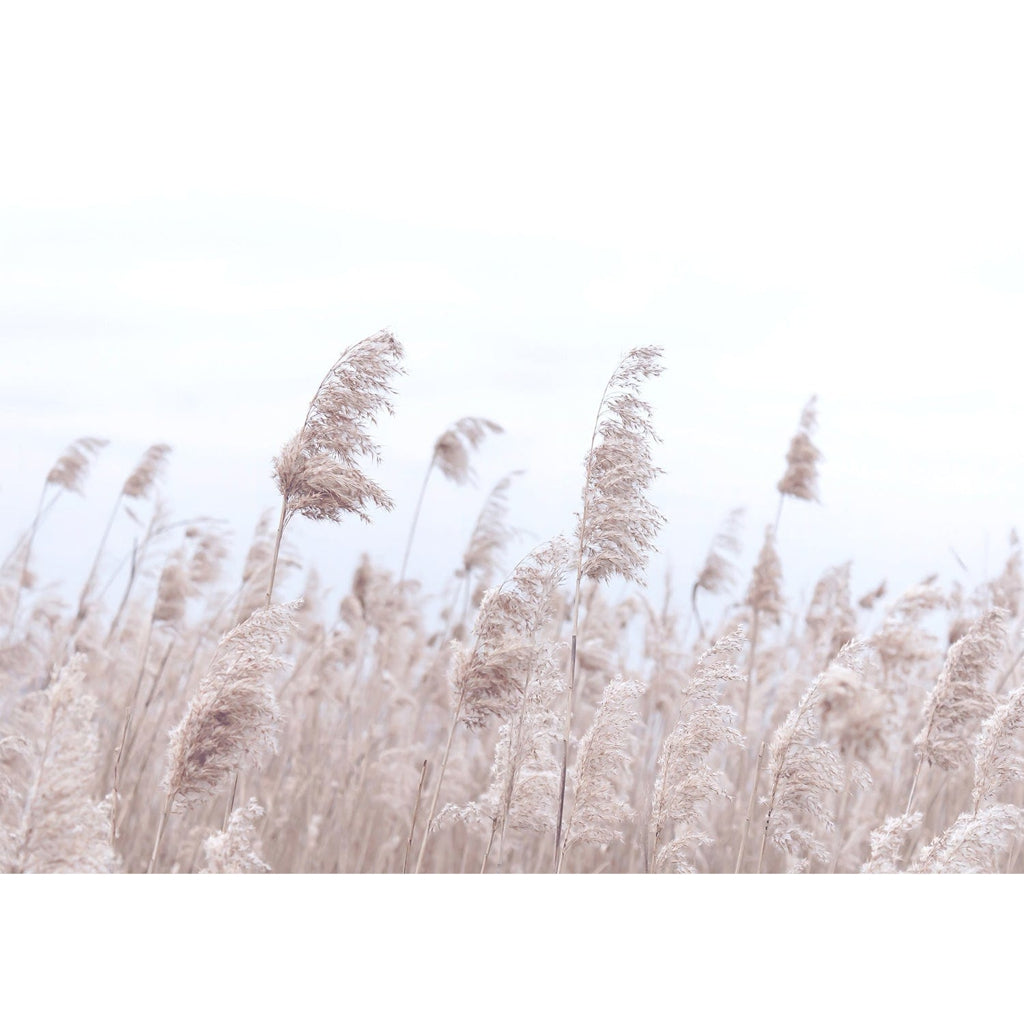 Pampas Grass 1 Wall Art Print from our Australian Made Framed Wall Art, Prints & Posters collection by Profile Products Australia