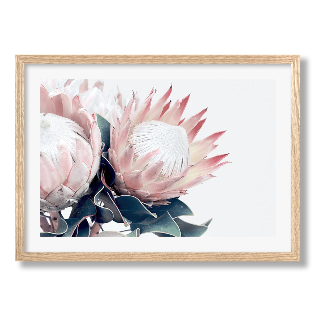 Protea Flowers Wall Art Print from our Australian Made Framed Wall Art, Prints & Posters collection by Profile Products Australia