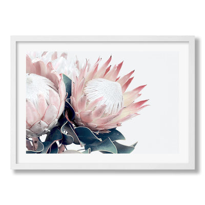 Protea Flowers Wall Art Print from our Australian Made Framed Wall Art, Prints & Posters collection by Profile Products Australia