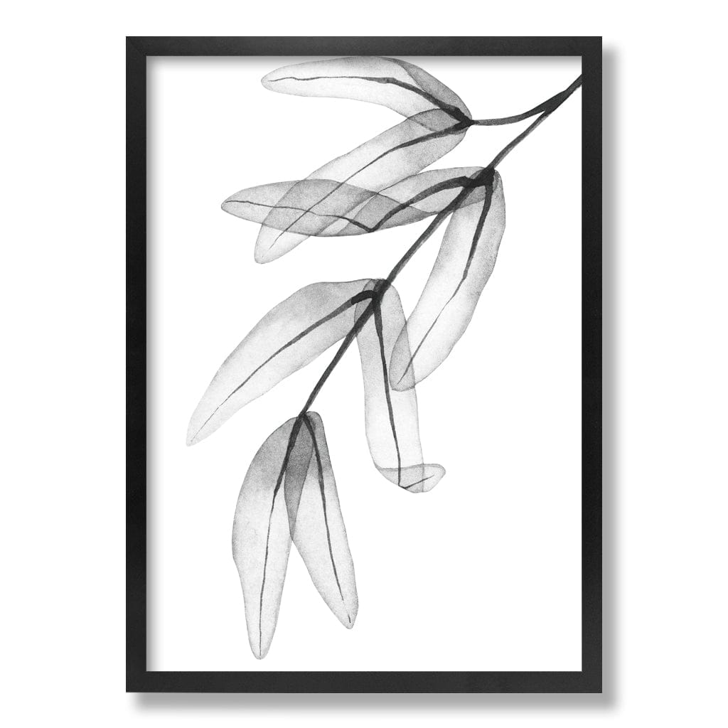 Transparent Eucalyptus Feather Leaves Wall Art Print from our Australian Made Framed Wall Art, Prints & Posters collection by Profile Products Australia