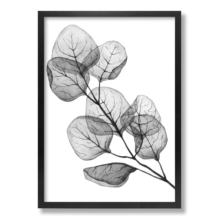 Transparent Eucalyptus Silver Dollar Leaves Wall Art Print from our Australian Made Framed Wall Art, Prints & Posters collection by Profile Products Australia