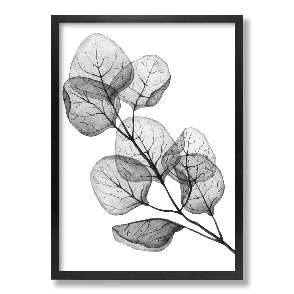 Transparent Eucalyptus Silver Dollar Leaves Wall Art Print from our Australian Made Framed Wall Art, Prints & Posters collection by Profile Products Australia