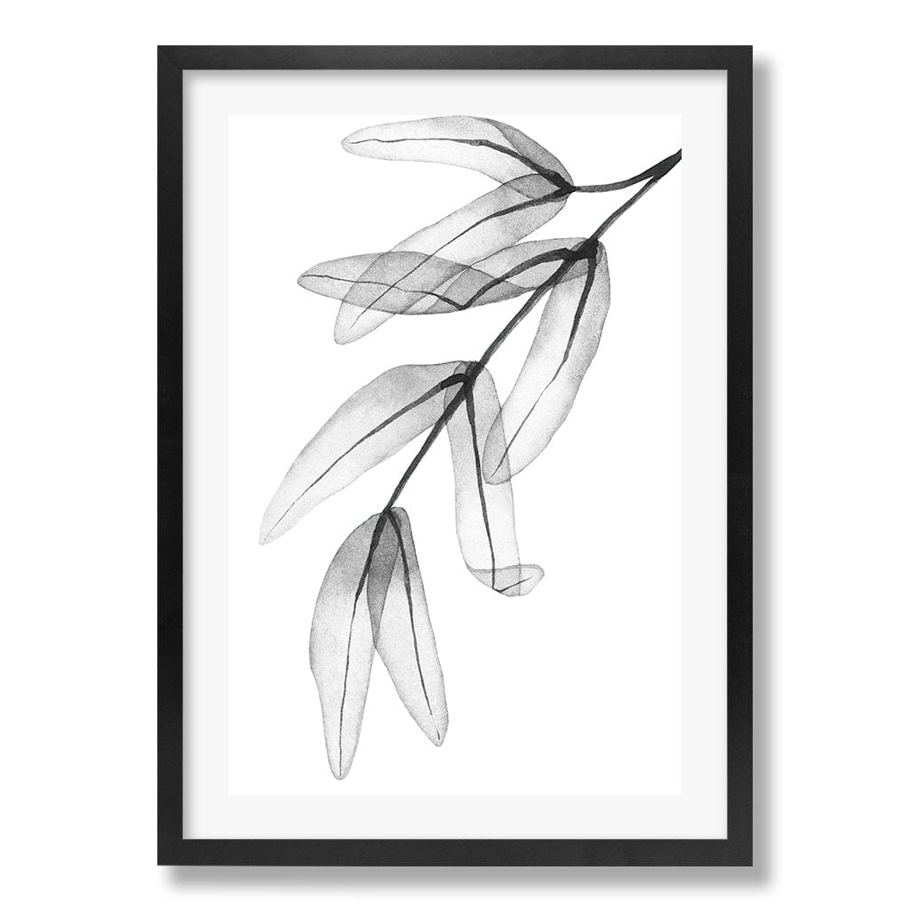 Transparent Eucalytpus Feather Leaves Wall Art Print from our Australian Made Framed Wall Art, Prints & Posters collection by Profile Products Australia