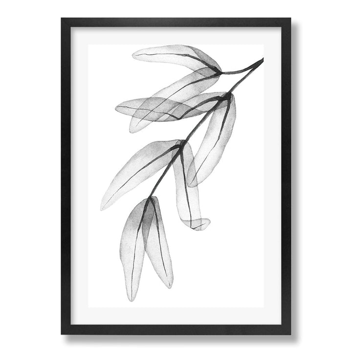 Transparent Eucalytpus Feather Leaves Wall Art Print from our Australian Made Framed Wall Art, Prints & Posters collection by Profile Products Australia