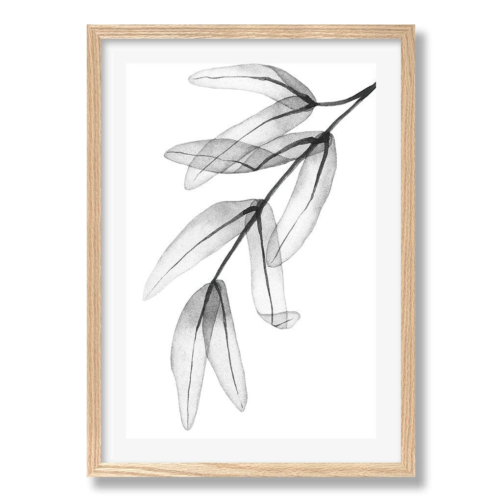 Transparent Eucalytpus Feather Leaves Wall Art Print from our Australian Made Framed Wall Art, Prints & Posters collection by Profile Products Australia