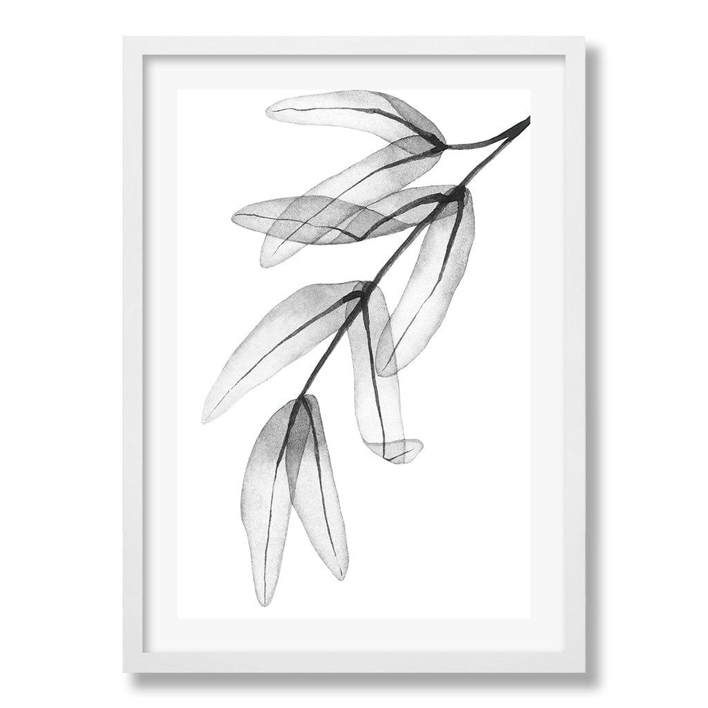 Transparent Eucalytpus Feather Leaves Wall Art Print from our Australian Made Framed Wall Art, Prints & Posters collection by Profile Products Australia