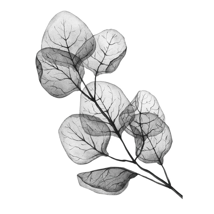 Transparent Eucalytpus Silver Dollar Leaves Wall Art Print from our Australian Made Framed Wall Art, Prints & Posters collection by Profile Products Australia