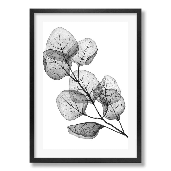 Transparent Eucalytpus Silver Dollar Leaves Wall Art Print from our Australian Made Framed Wall Art, Prints & Posters collection by Profile Products Australia