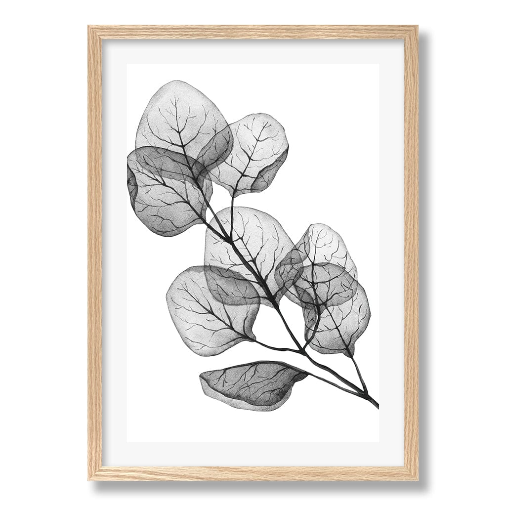 Transparent Eucalytpus Silver Dollar Leaves Wall Art Print from our Australian Made Framed Wall Art, Prints & Posters collection by Profile Products Australia