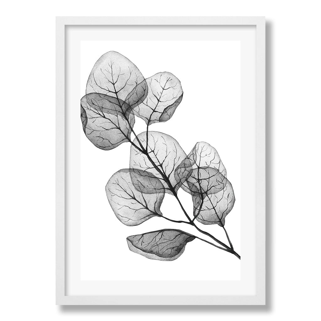 Transparent Eucalytpus Silver Dollar Leaves Wall Art Print from our Australian Made Framed Wall Art, Prints & Posters collection by Profile Products Australia