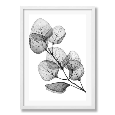 Transparent Eucalytpus Silver Dollar Leaves Wall Art Print from our Australian Made Framed Wall Art, Prints & Posters collection by Profile Products Australia