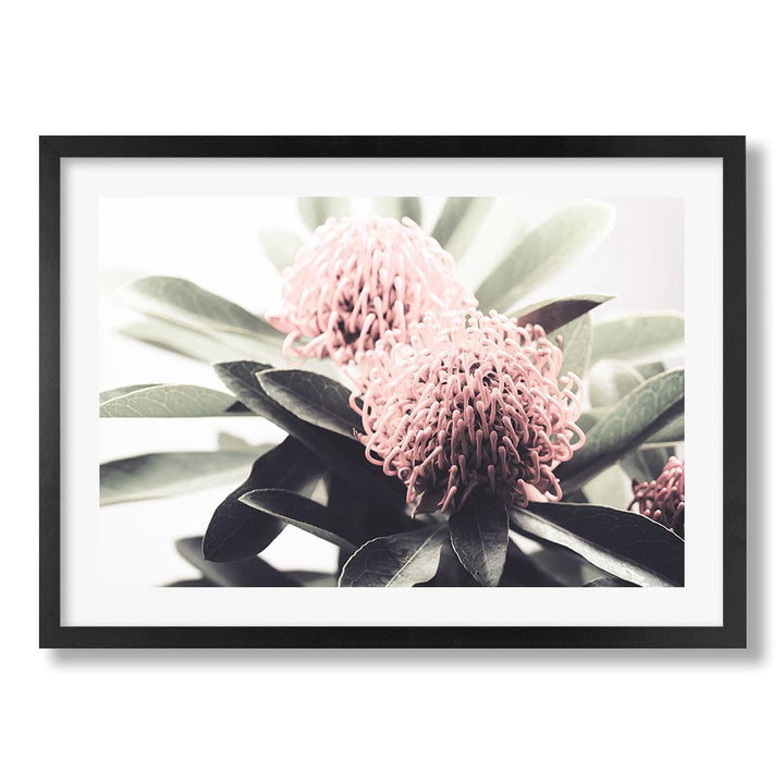 Waratah Flowers Wall Art Print from our Australian Made Framed Wall Art, Prints & Posters collection by Profile Products Australia