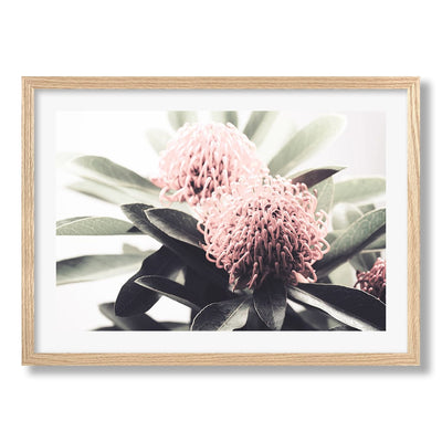 Waratah Flowers Wall Art Print from our Australian Made Framed Wall Art, Prints & Posters collection by Profile Products Australia