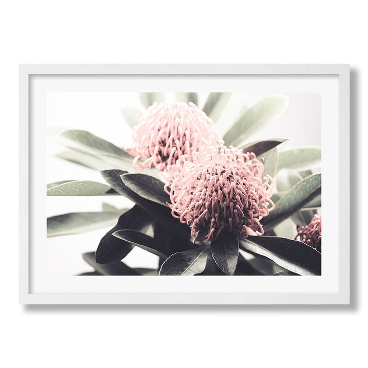 Waratah Flowers Wall Art Print from our Australian Made Framed Wall Art, Prints & Posters collection by Profile Products Australia