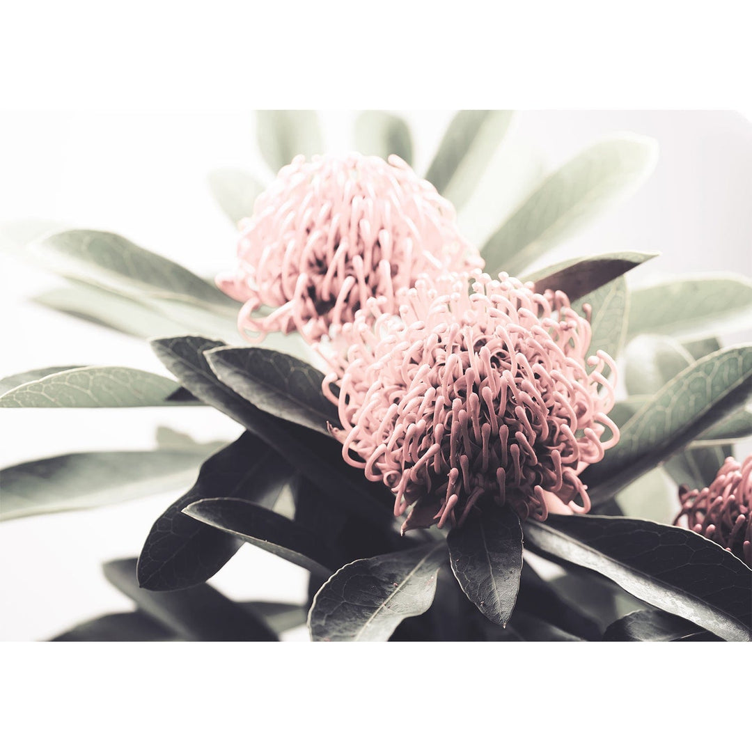 Waratah Flowers Wall Art Print from our Australian Made Framed Wall Art, Prints & Posters collection by Profile Products Australia